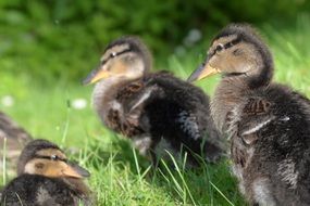 cute fluffy young ducks in the wild