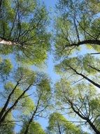 forest trees grow to the sky