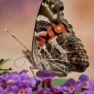 Macro picture of american painted lady butterfly