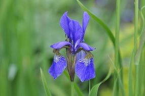 blue iris blooming in wild