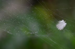 White feather on a spiderweb at blurred background