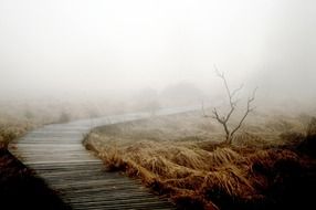 Path on a autumn meadow