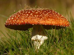 spotted fly agaric