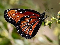 Colorful soldier butterfly