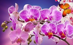 violet orchids in garden