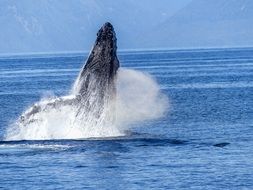 humpback whale jumping out of the ocean