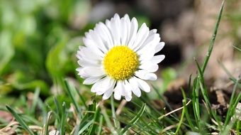 flower daisy white