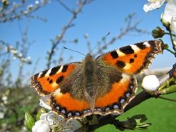 Close-up of the beautiful and colorful, patterned butterfly among the white flowers in spring garden