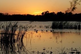 wild birds on lake at sunset