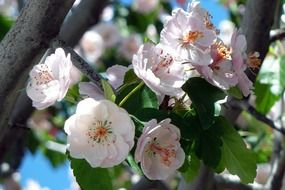 blooming cherry blossom in the garden