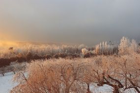 winter frozen trees