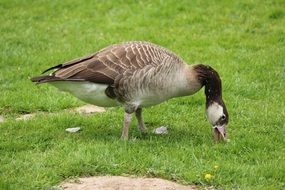 gray goose sting grass