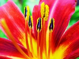 lily stamens