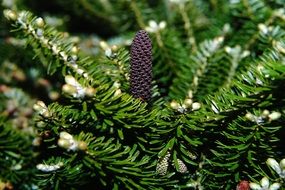 fir tannenzweig green branch macro photo