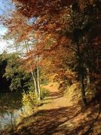 trail in the sunny autumn forest