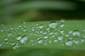 drops on a green leaf close-up on a blurred background