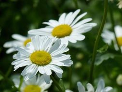 daisies in the garden in summer close-up