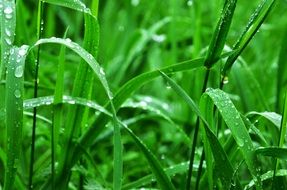 green grass in raindrops close up