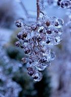 winter ice frozen branch close-up