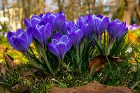 crocus flowers in February