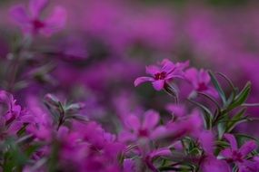 purple flowers in the flowerbed under the evening sky