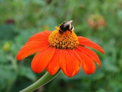 bumblebee on red zinnia flower
