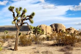 Landscape of the joshua tree national park