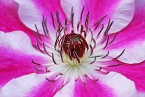 Pink and white clematis blossom