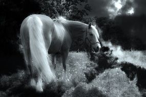 Black and white photo of the horse