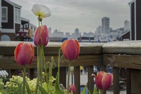 Red tulips and white poppies wooden fence aback