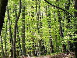 delighting forest