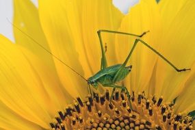 sunflower bug