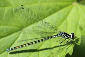 black and white dragonfly close