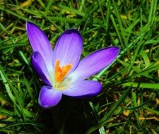 blooming crocus bud