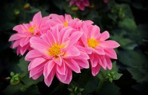 bright pink flowers