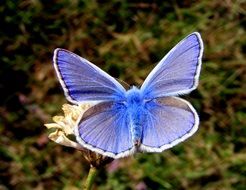 Lycaenidae, blue butterfly on flower