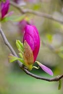 magnolia full bloom