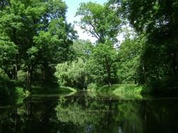 park with green trees near a lake in poland