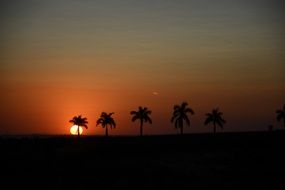 silhouette of palm trees at dusk