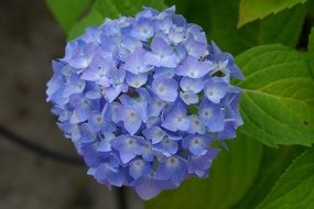 A lot of the blue hydrangea flowers