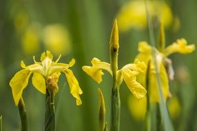 yellow swamp irises in bloom