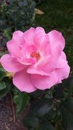 delicate delightful pink rose