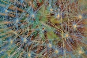 dandelion seeds closeup