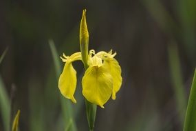 swamp iris flower blooming