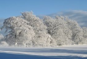 snowy landscape in sunny december