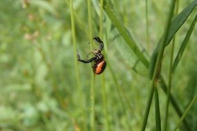 Black spider on green plants