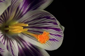 white and purple crocus closeup