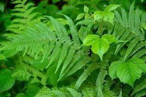 bright green leaves of a fern