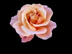 painted delicate pink rose on a black background