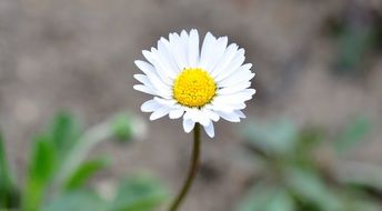 yellow-white daisy pointed flower